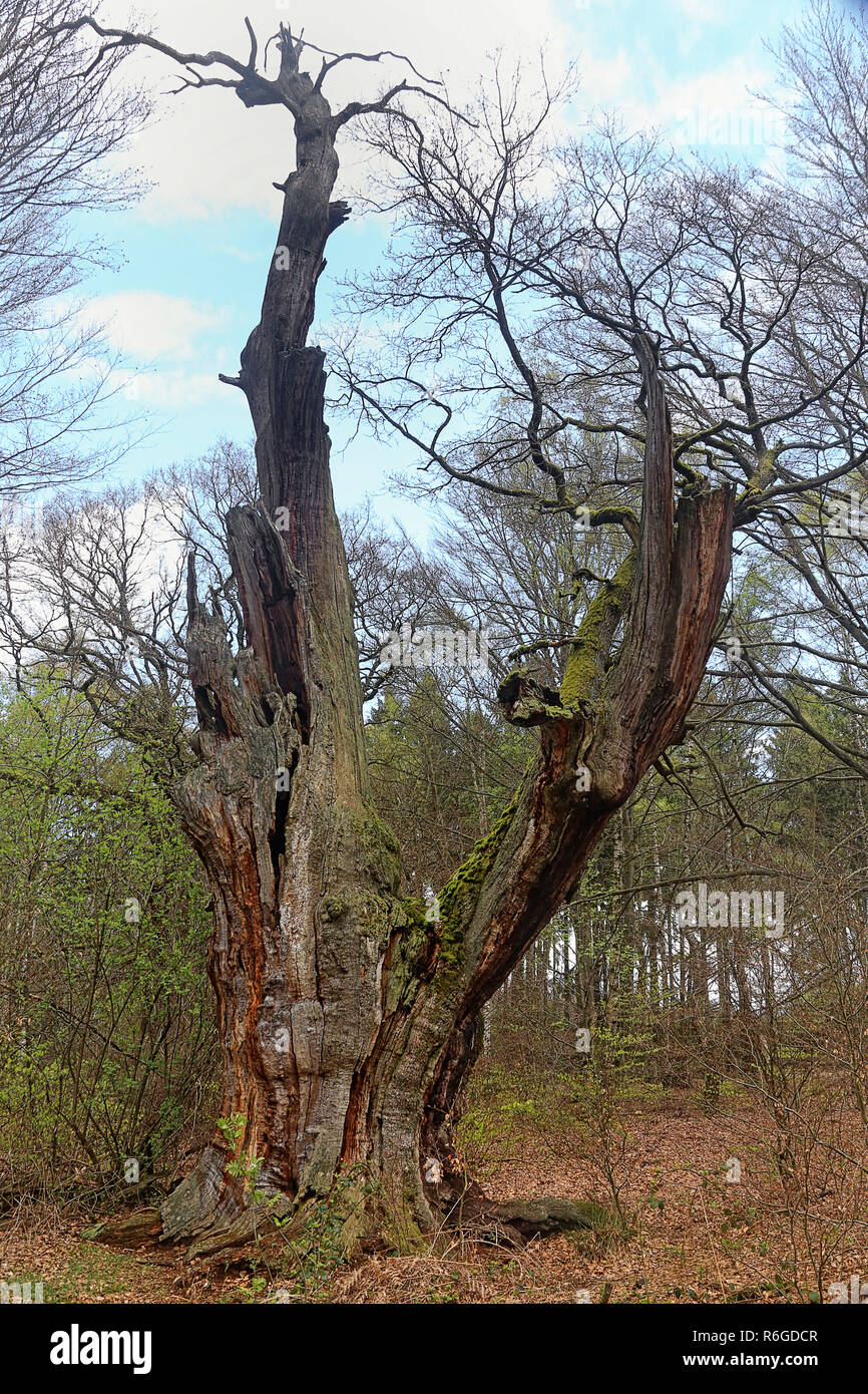 coat of arms oak in hutewald sababurg Stock Photo