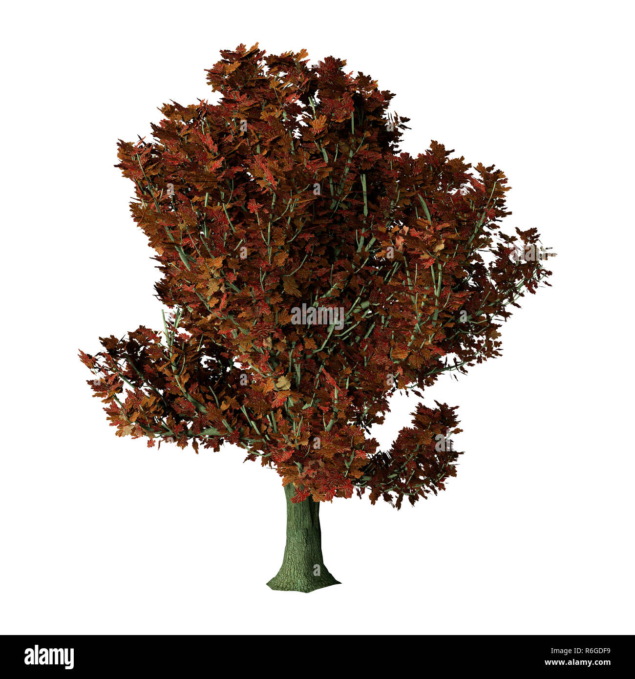 Live oak tree isolated on white hi-res stock photography and images - Alamy