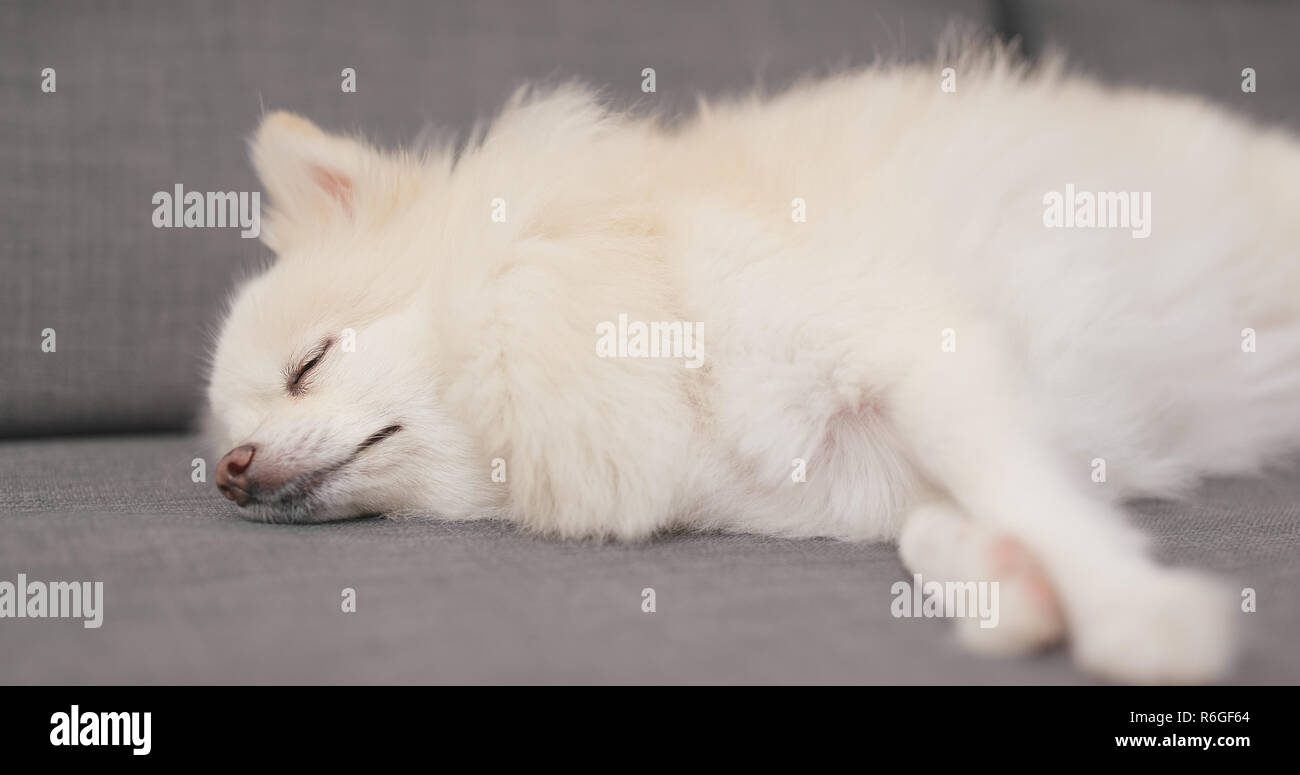 Pomeranian Puppy Sleeping High Resolution Stock Photography And Images Alamy