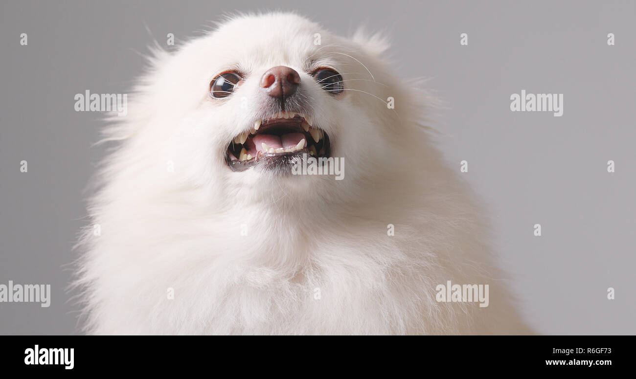 Vicious pomeranian 2025