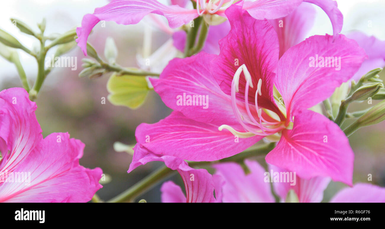 Bauhinia flower in garden Stock Photo