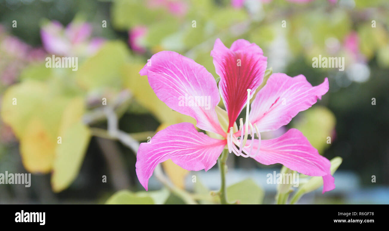 Pink bauhinia in garden Stock Photo