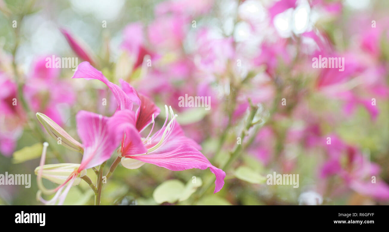 Pink Bauhinia flower in garden Stock Photo