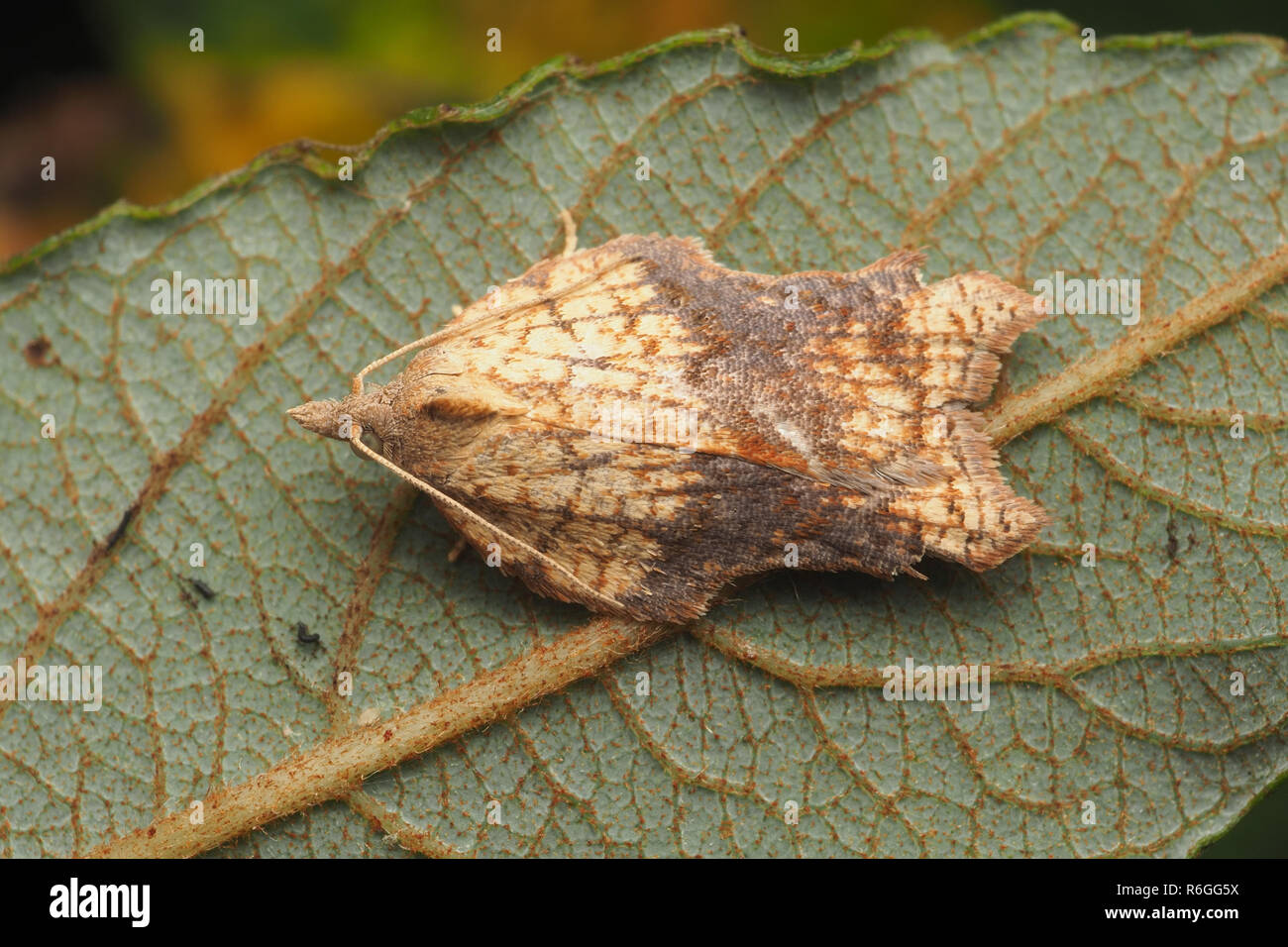 Dorsal view of Notch Wing Tortrix moth (Acleris emargana) resting on underside of leaf. Tipperary, Ireland Stock Photo