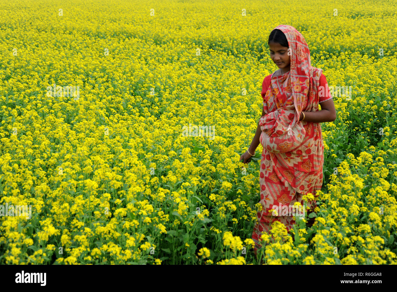 Manikganj, Bangladesh - November 15, 2009: Bangladeshi woman passing harvested Mustard field at Manikganj village, Bangladesh. Stock Photo