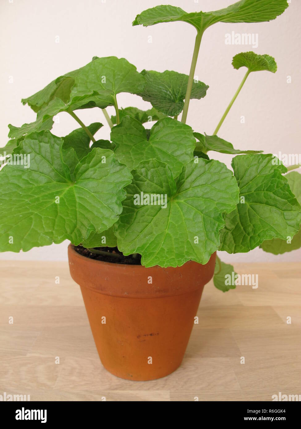 japanese horseradish,wasabi,wasabia japonica,in flowerpot Stock Photo