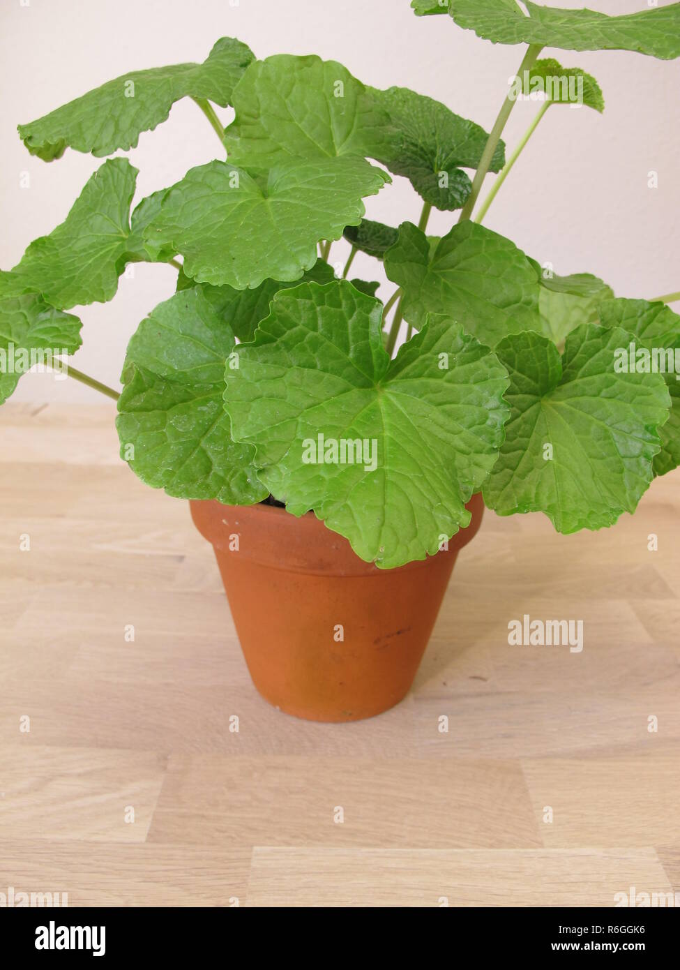 japanese horseradish,wasabi,wasabia japonica,in flowerpot Stock Photo