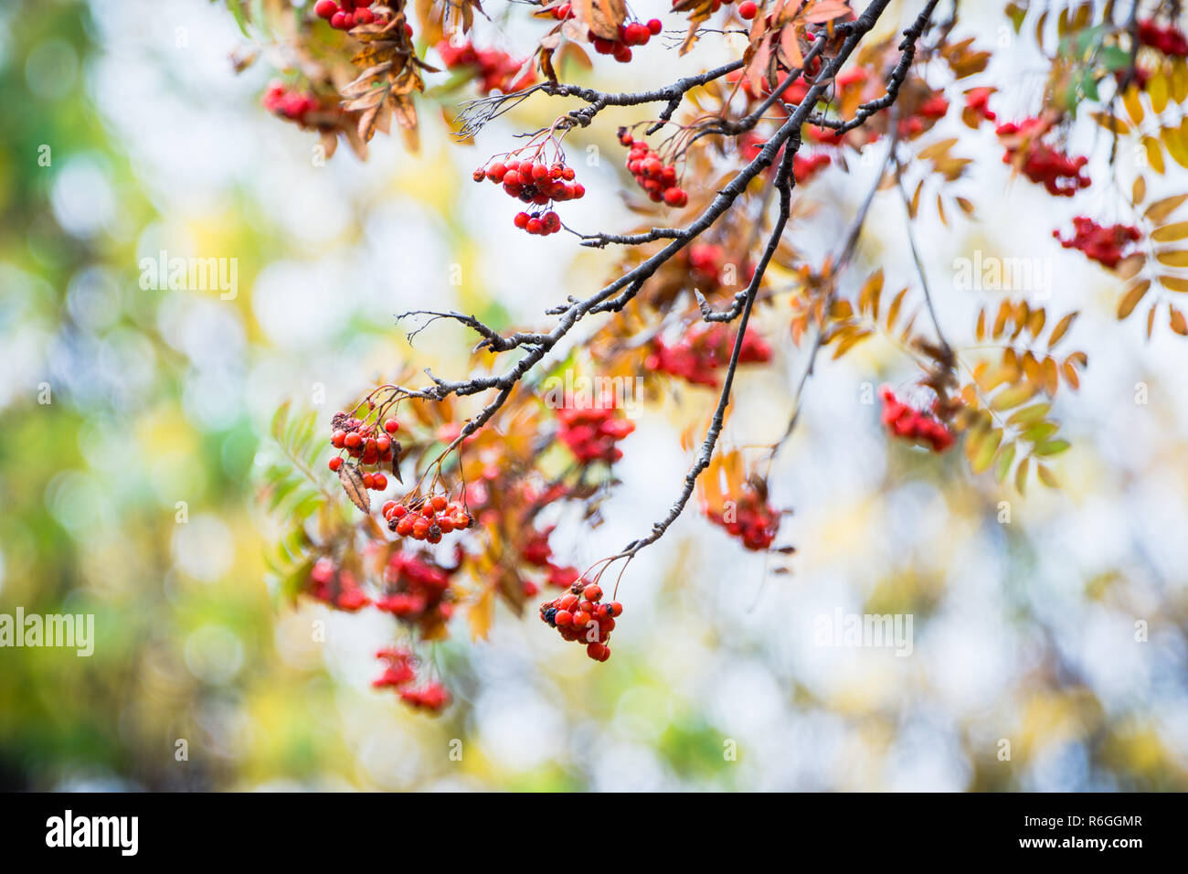 Ripe rowanberry in rainy autumn day. Selective focus. Shallow depth of field. Stock Photo