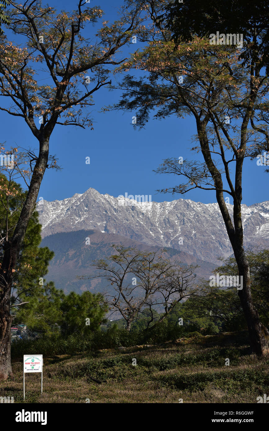 Mann Tea Estate nestled in the Dholadhar range of the Himalayas at Dharamsala, Kangra district of Himachal Pradesh in northwestern India, Asia. Stock Photo