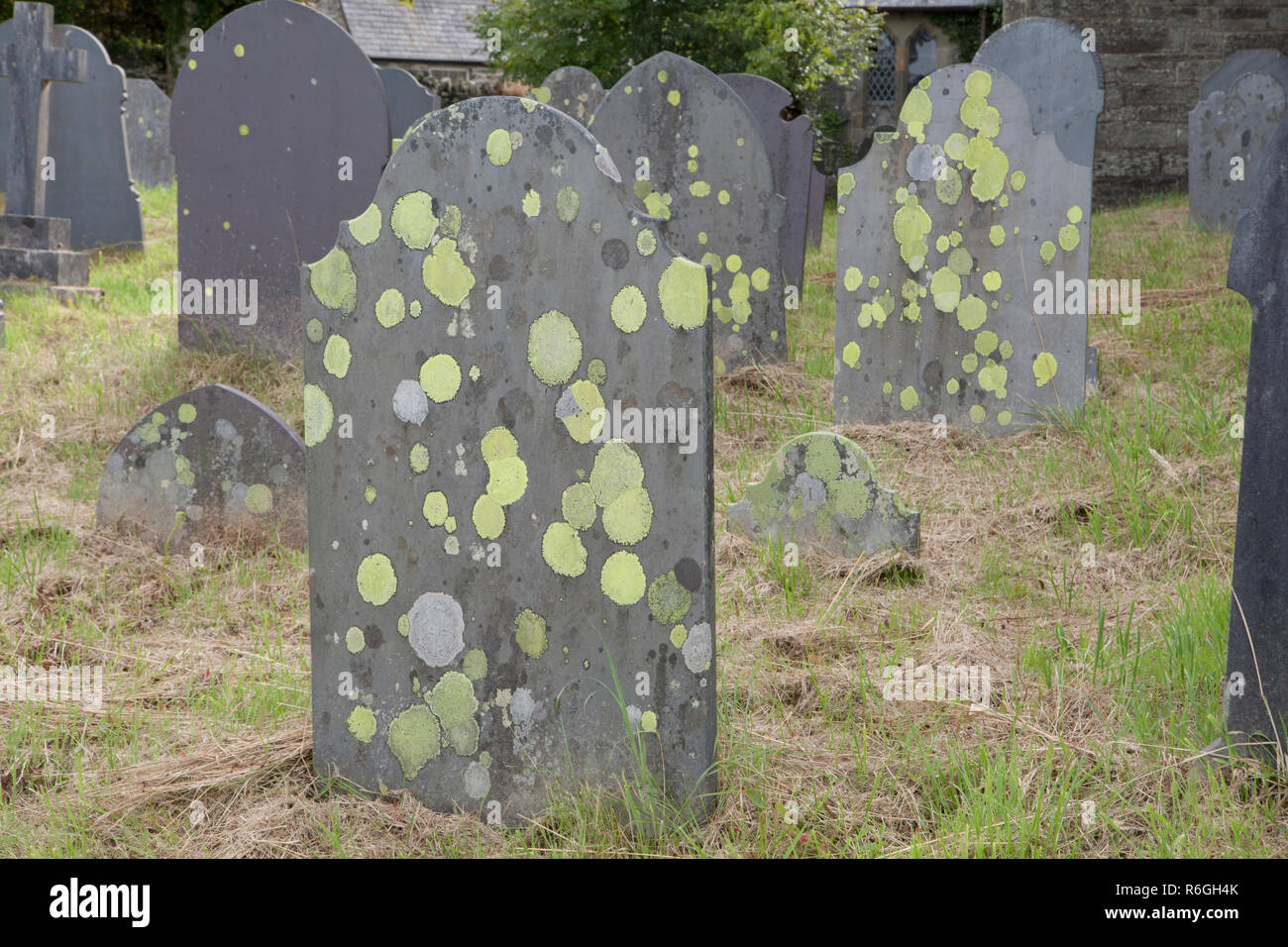 Lichen grave hi-res stock photography and images - Alamy