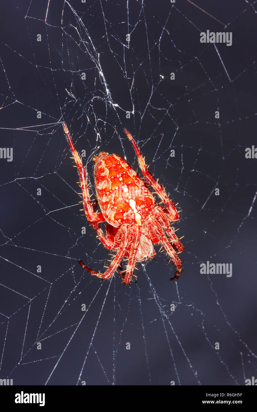 a large orange spider araneus on the web Stock Photo