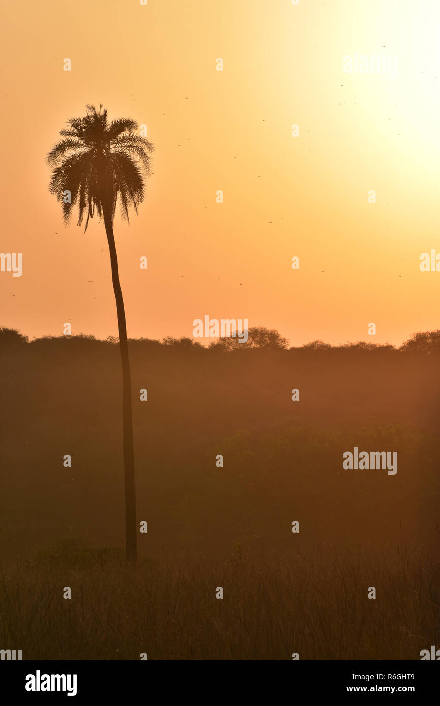 A lone palm tree against the backdrop of the setting sun in Ranthambhore National Park, Rajasthan, Western India, Asia. Stock Photo