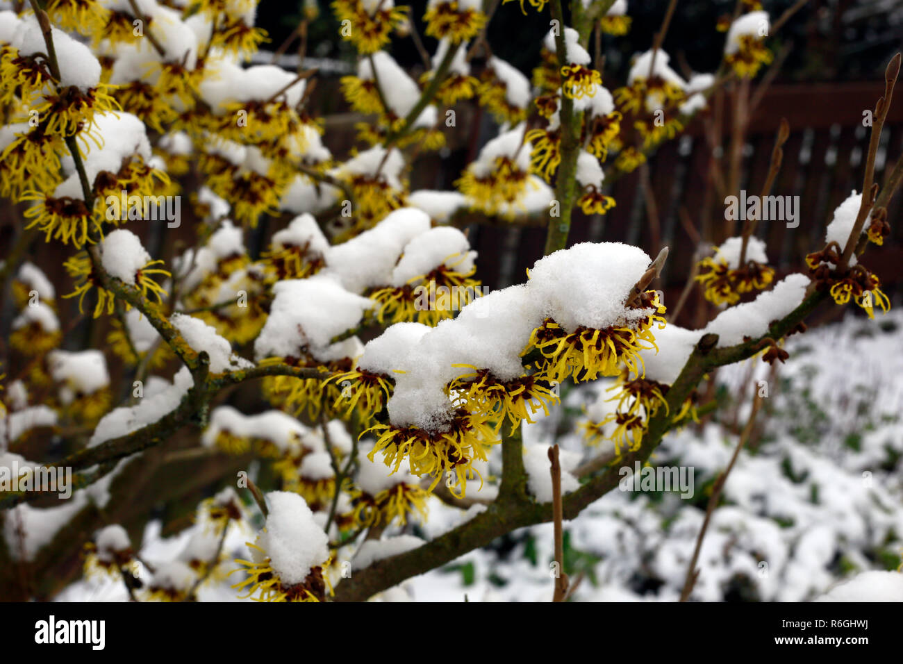 witch hazel (witch hazel),flowering shrub in january with snow hoods Stock Photo