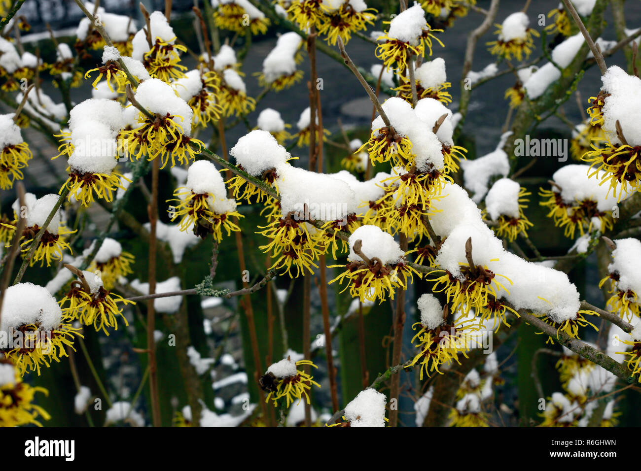 witch hazel (witch hazel),flowering shrub in january with snow hoods Stock Photo