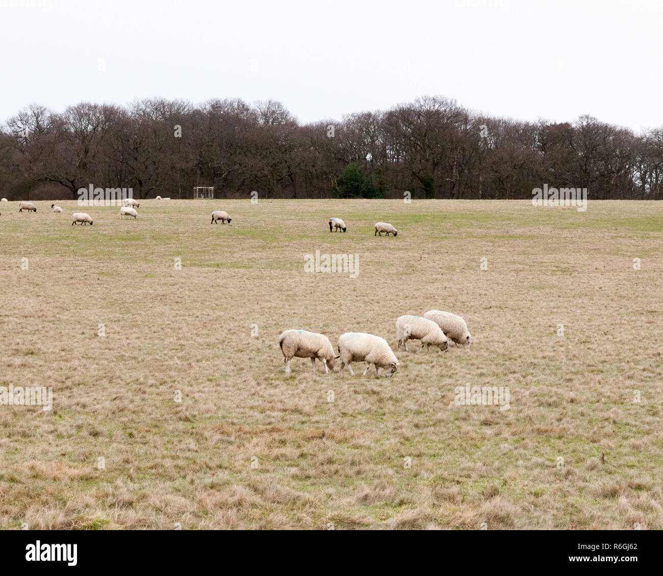 herd of grazing sheep in field grassland white sky autumn winter Stock ...