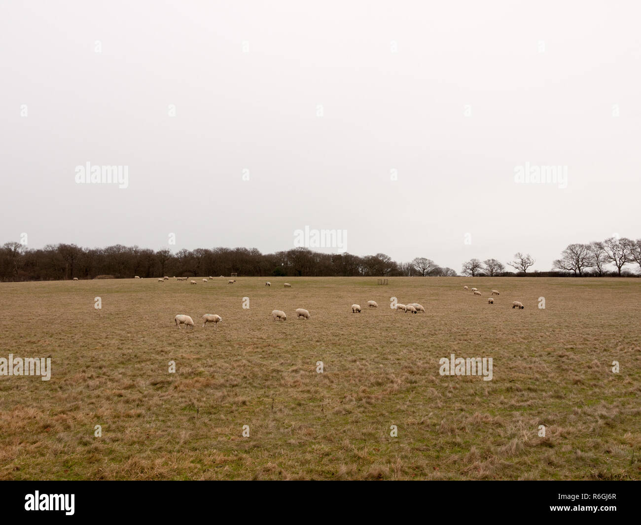 herd of grazing sheep in field grassland white sky autumn winter Stock ...