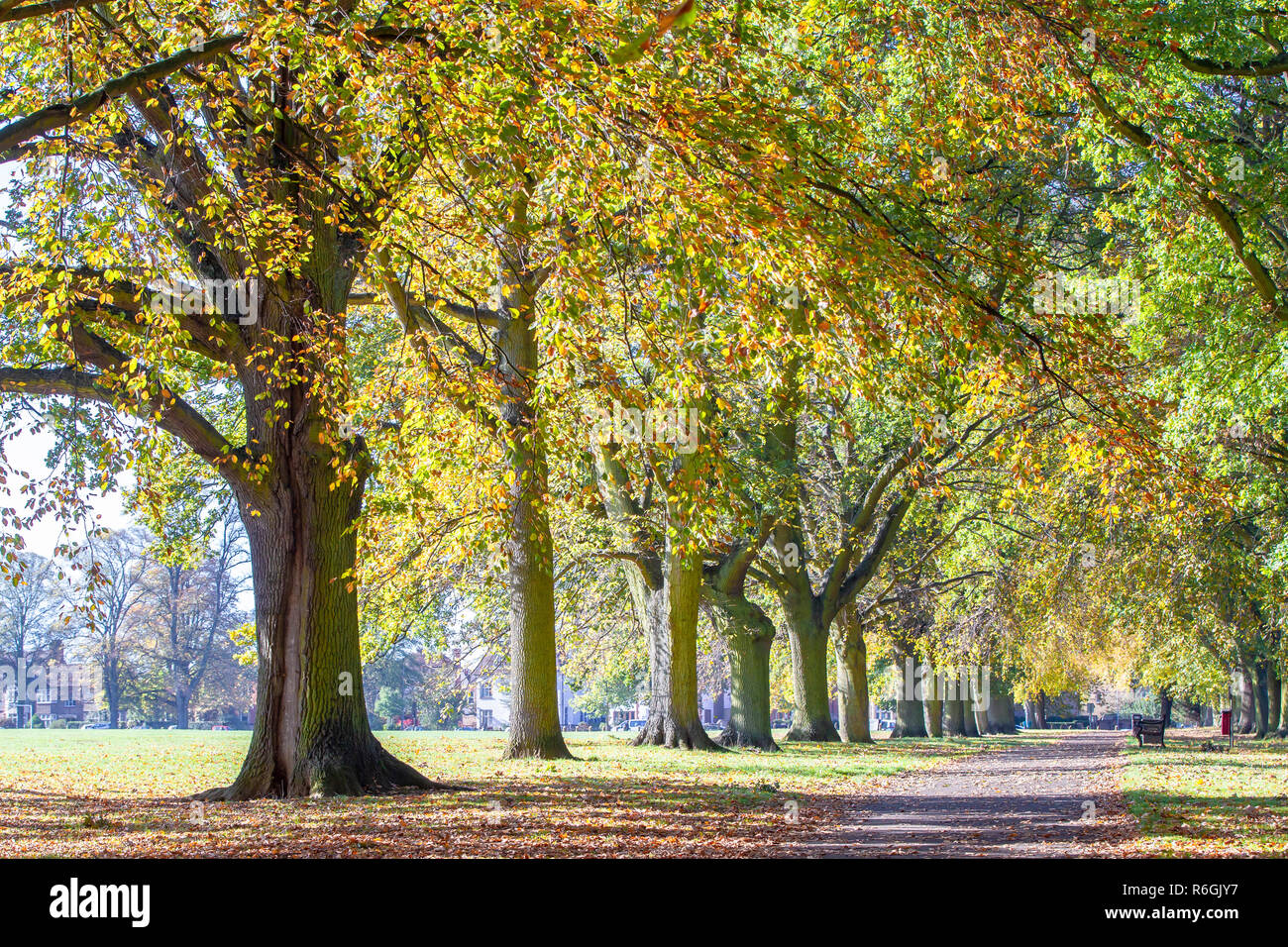 Trees changing colour as Autumn starts to set in, walkingt up the avenue of trees leading to Park Avenue South, Northapton, UK. Stock Photo