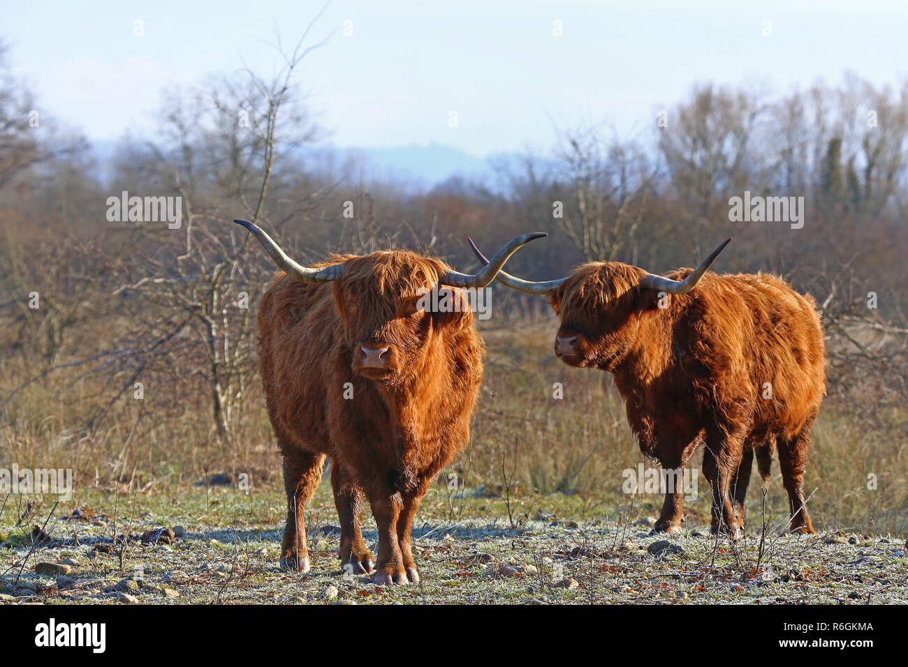 scottish highland cattle on a cold winter morning Stock Photo