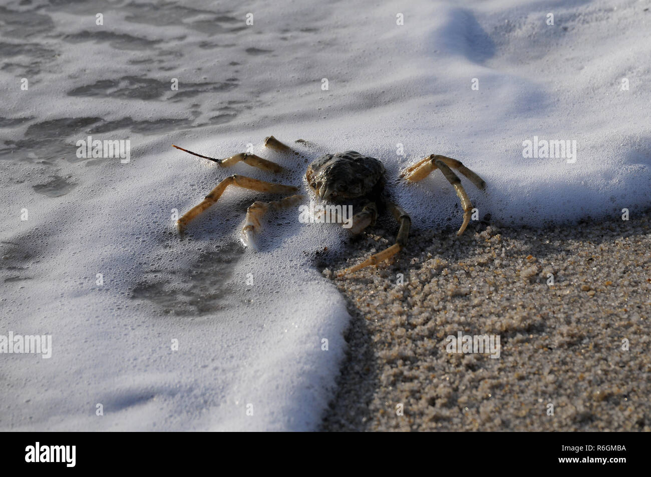 mitten crab Stock Photo