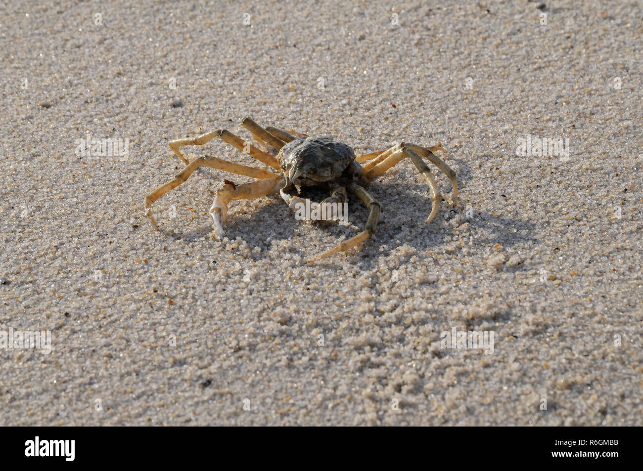crab Stock Photo