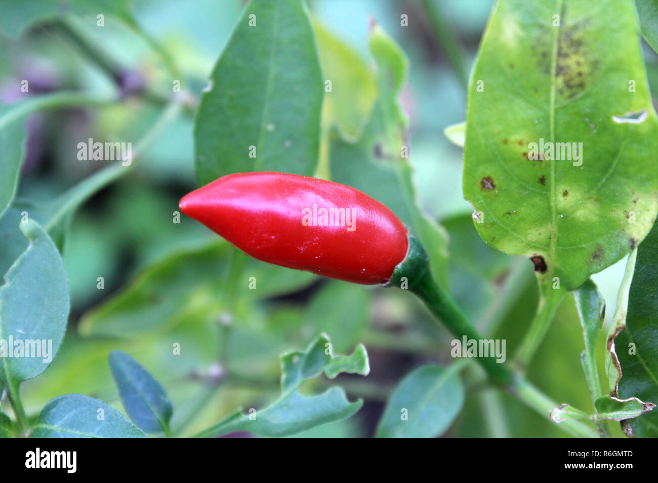 Chilli growing in garden hi-res stock photography and images - Alamy