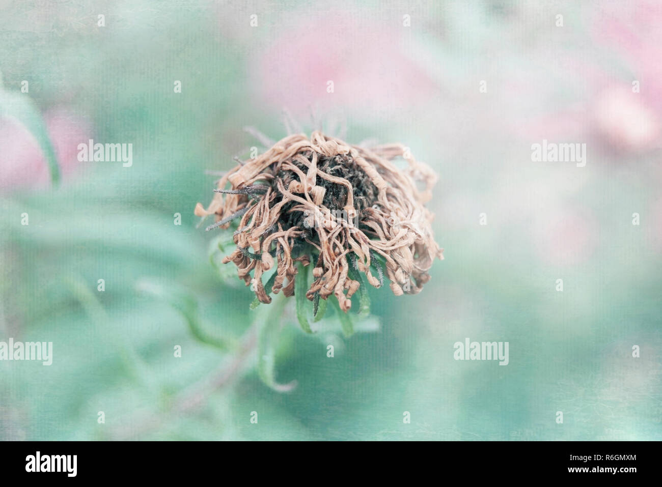 The country dried-up flower on a green background from leaves and pink colors Stock Photo