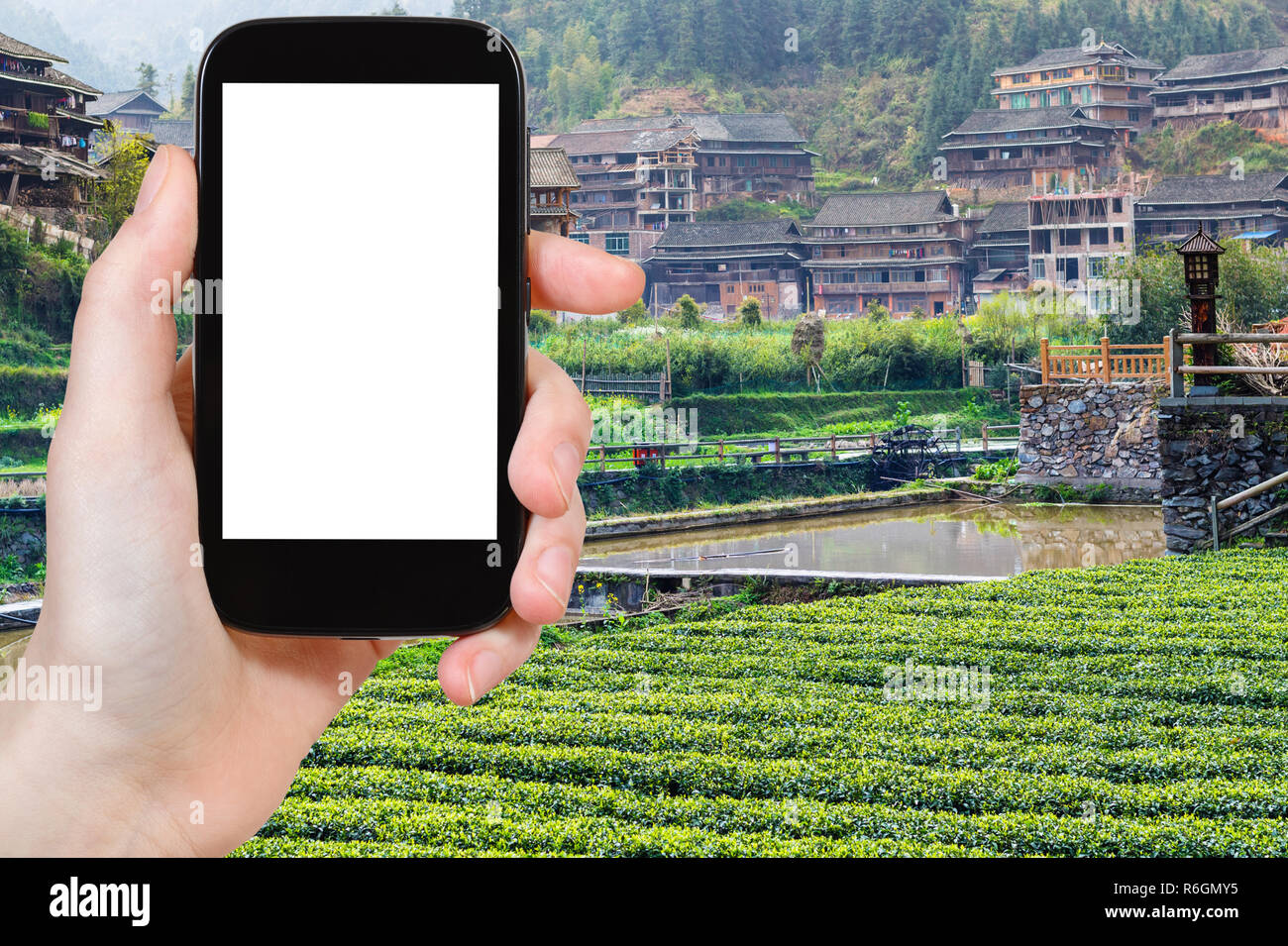 tourist photograph tea plantation in Chengyang Stock Photo