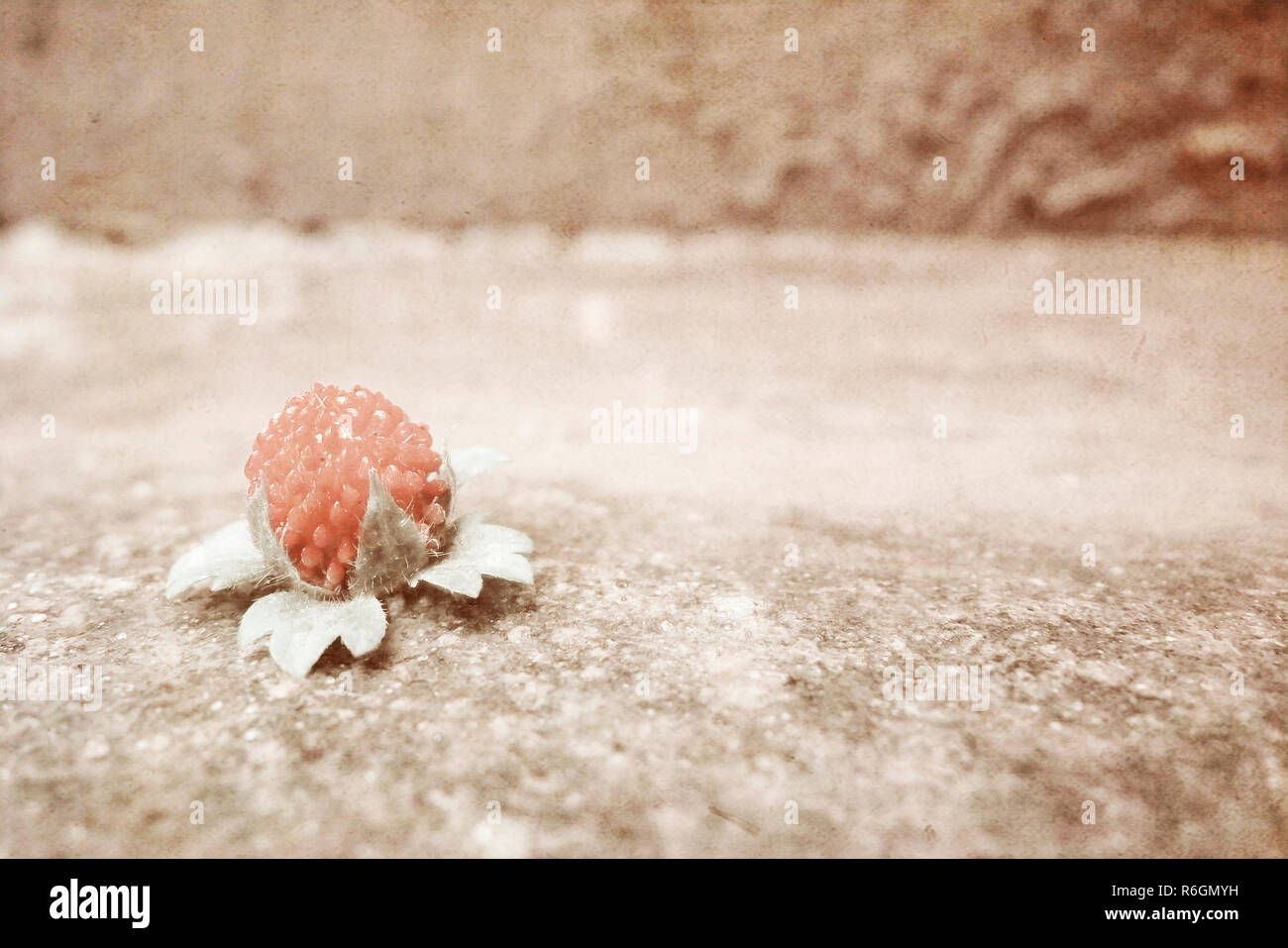 One strawberry berry lies on hi-res stock photography and images - Alamy