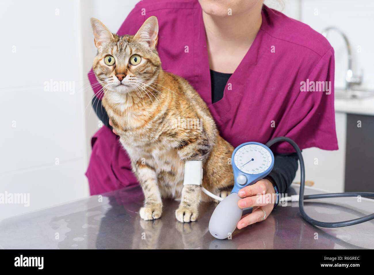 Veterinary doctor checking blood pressure of a cat Stock Photo