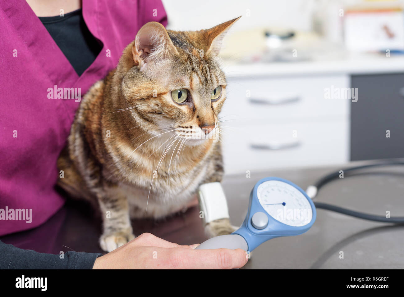 Veterinary doctor checking blood pressure of a cat Stock Photo