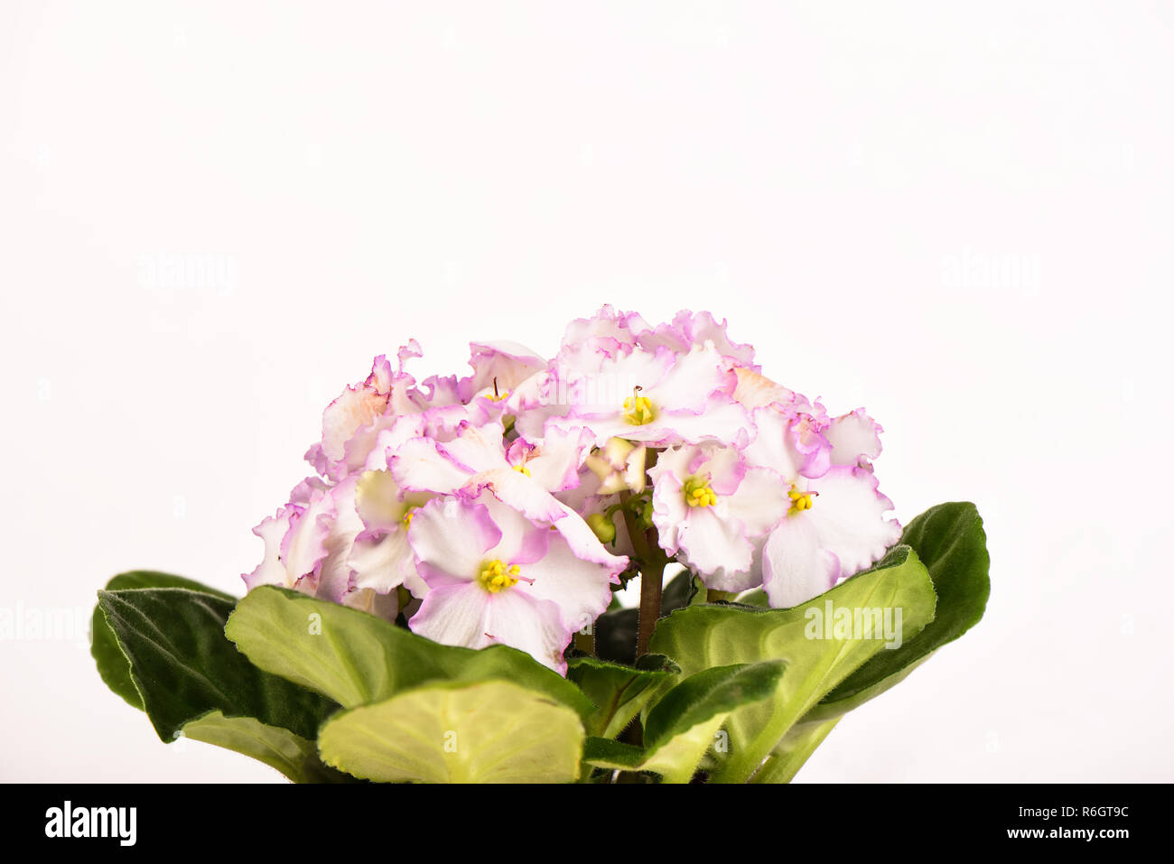Pale pink Saintpaulia flowers isolated on white background Stock Photo