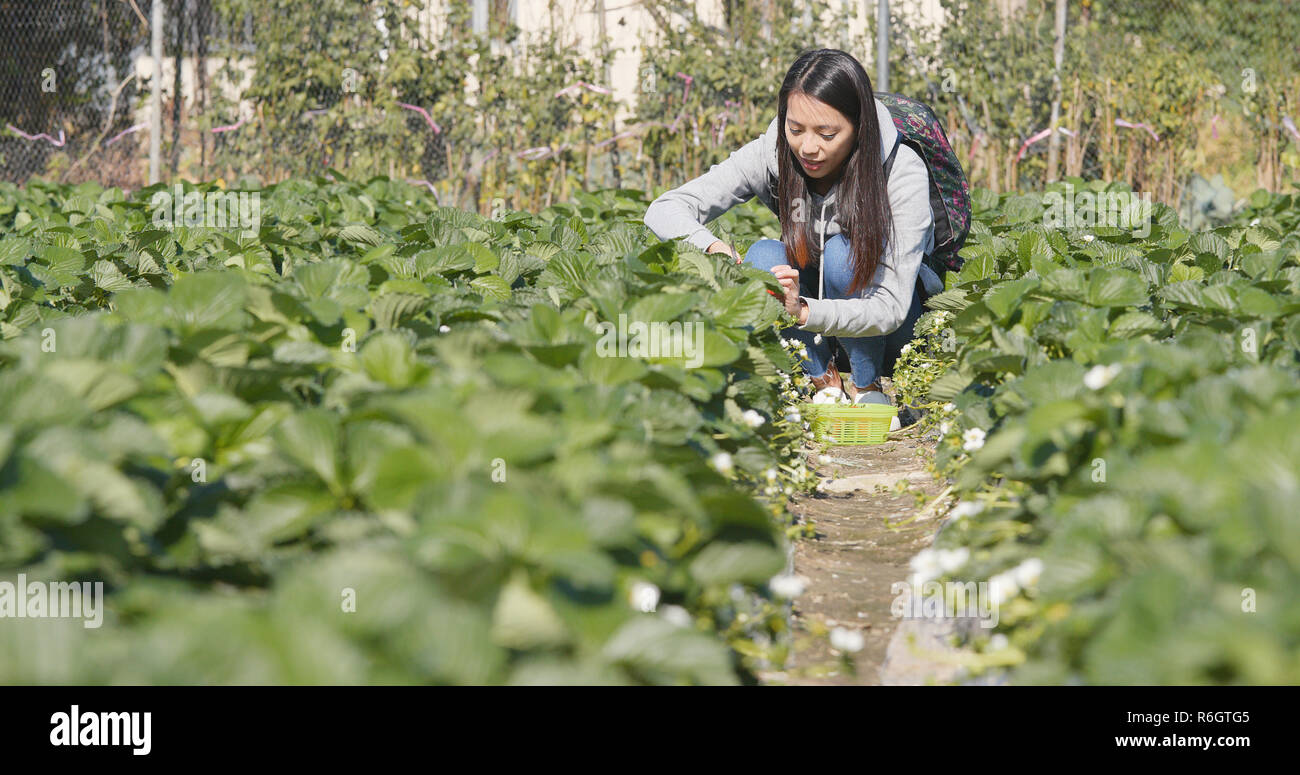 Woman picking strawberry in the row of field Stock Photo - Alamy