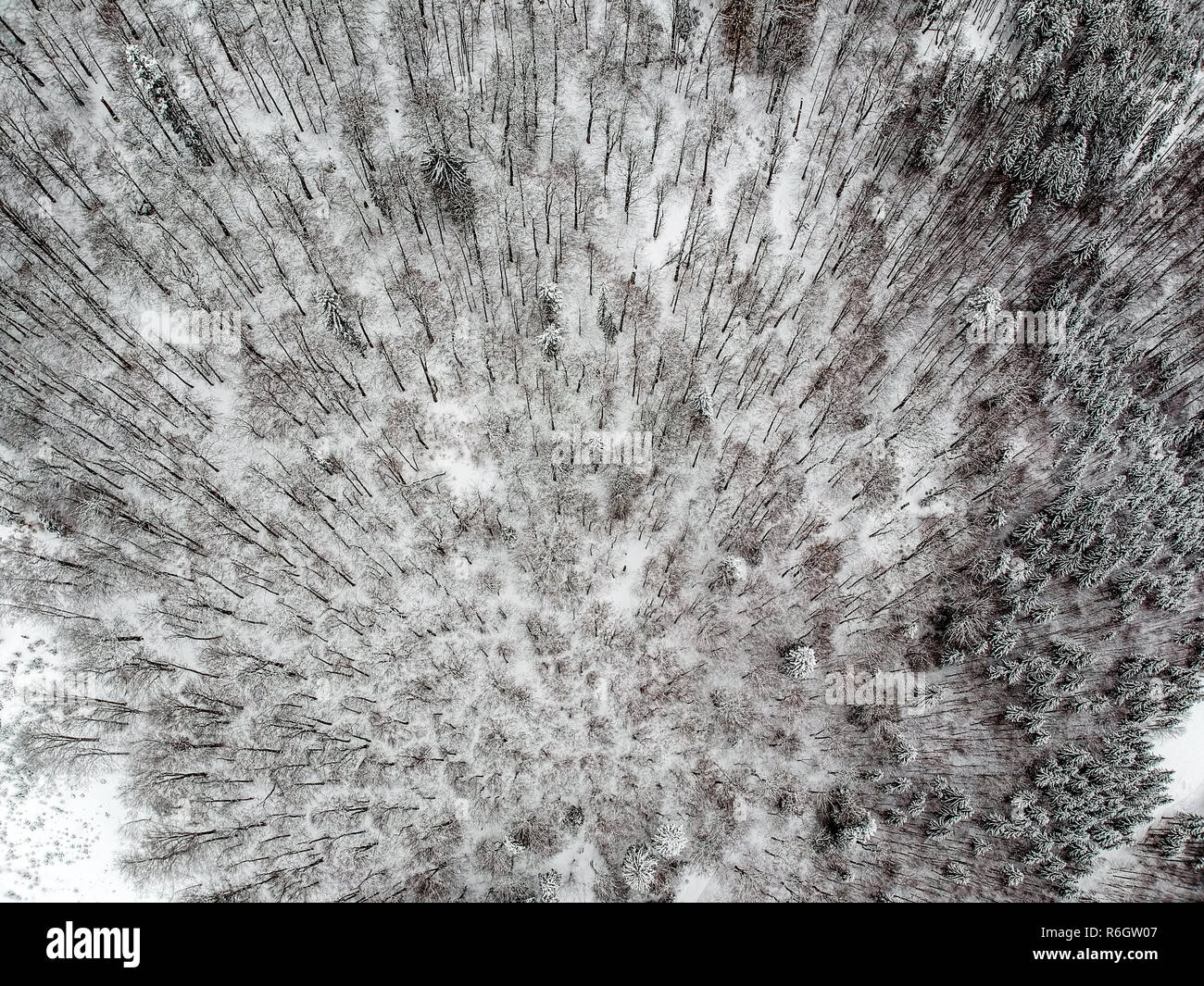 Aerial view of snowy trees in the mountains Stock Photo - Alamy
