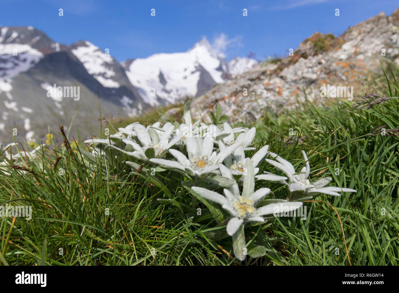 Edelweiss (Leontopodium nivale) in flower in front the mountain Grossglockner / Großglockner, Hohe Tauern NP, Austrian Alps, Carinthia, Austria Stock Photo