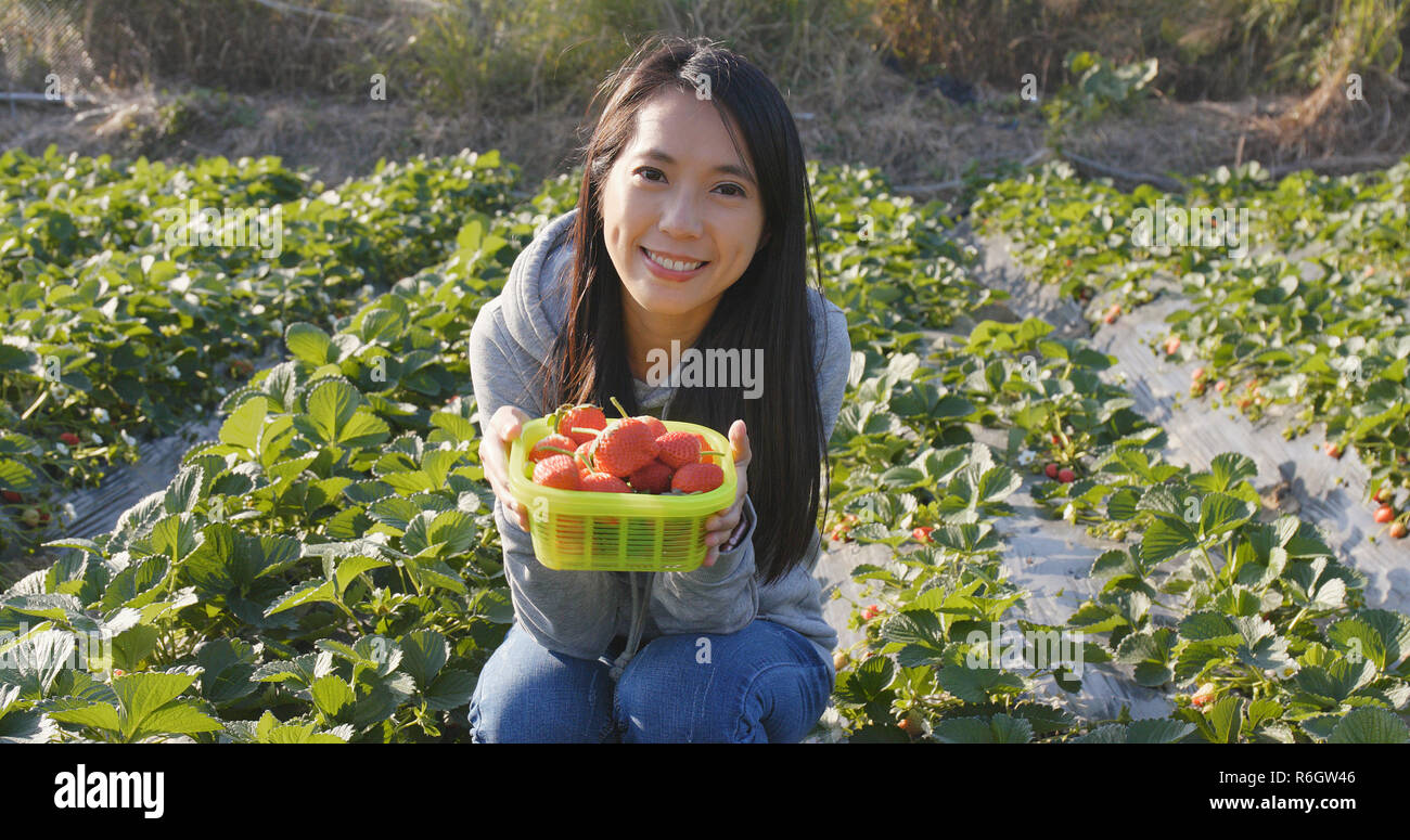Woman picking strawberry in the field Stock Photo - Alamy