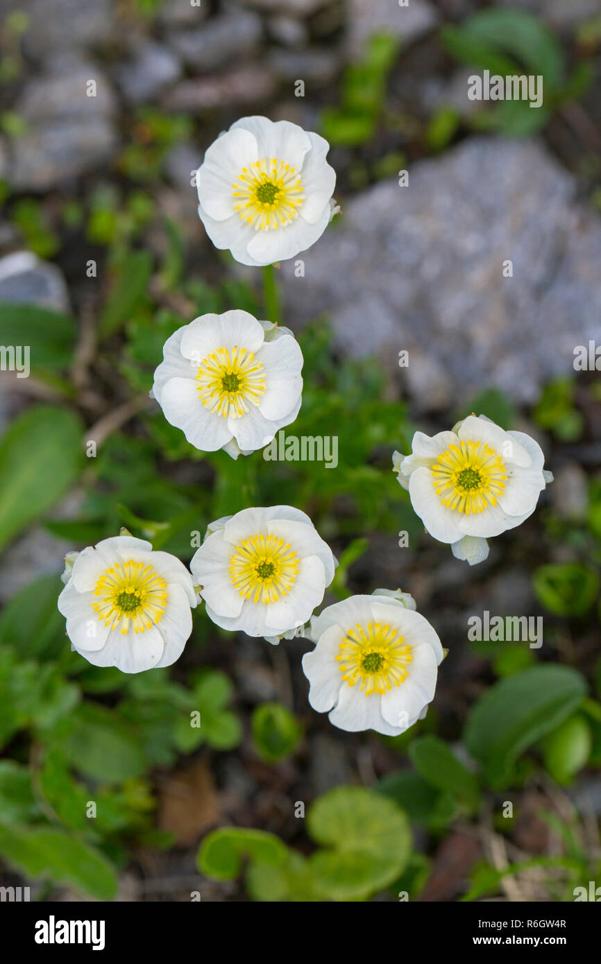 Alpine crowfoot / Alpine buttercup (Ranunculus alpestris) flowers in summer, native to the Alps, Pyrenees, Carpathian Mountains, and Apennines Stock Photo