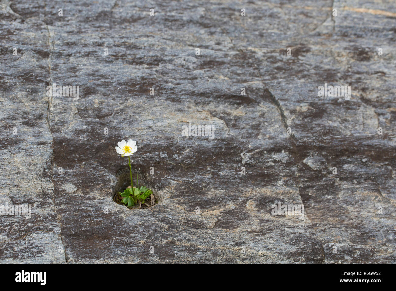 Alpine crowfoot / Alpine buttercup (Ranunculus alpestris) flower in rock face, native to the Alps, Pyrenees, Carpathian Mountains, and Apennines Stock Photo