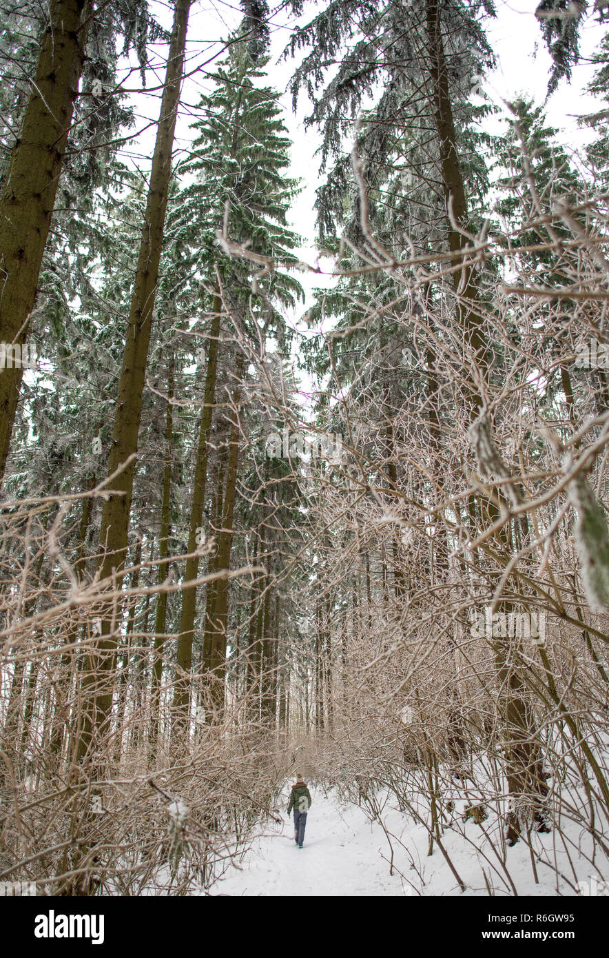 Woman snow pine tree hi-res stock photography and images - Alamy
