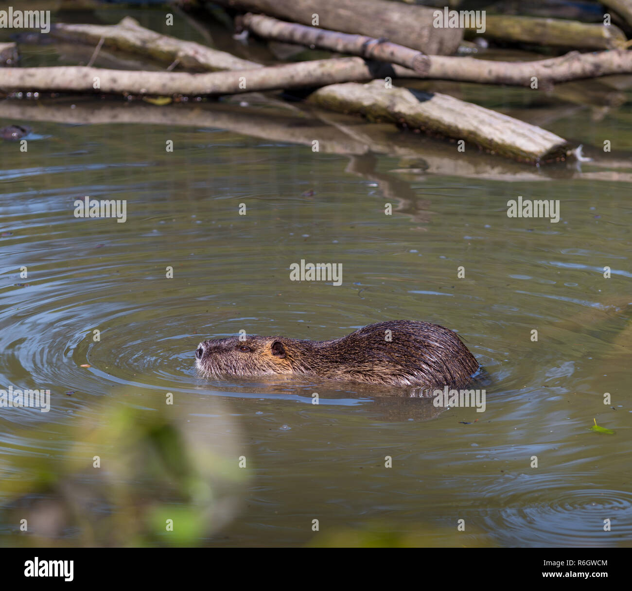 swimming beaver in a German zoo Stock Photo