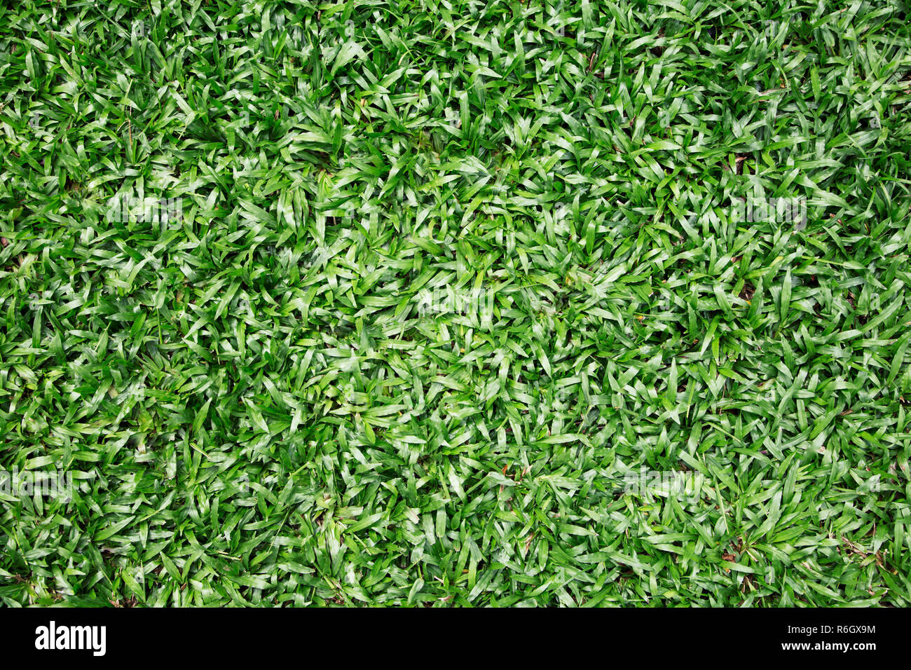 Green grass background. natural background texture. fresh spring green grass. Stock Photo