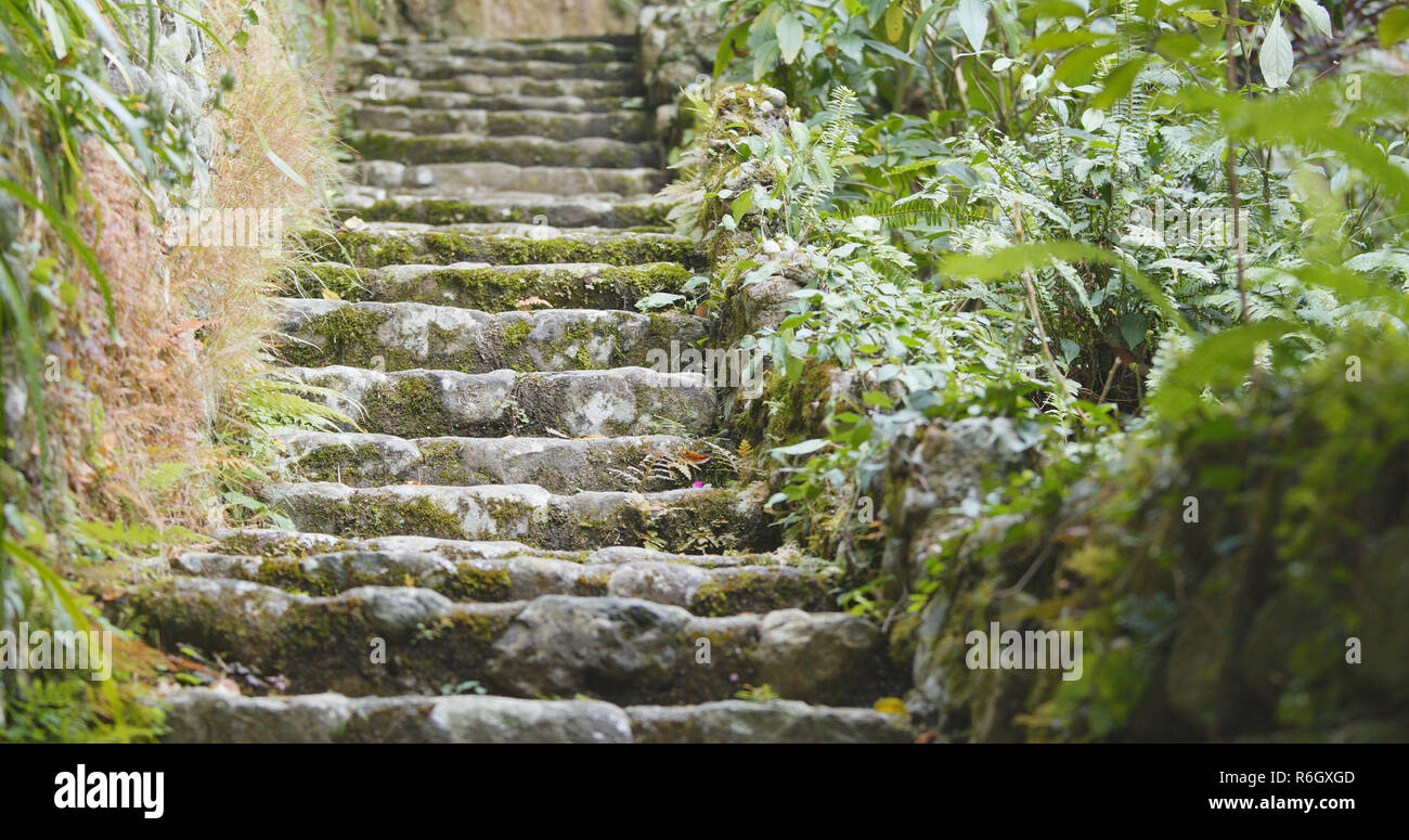 Tropical green forest Stock Photo - Alamy