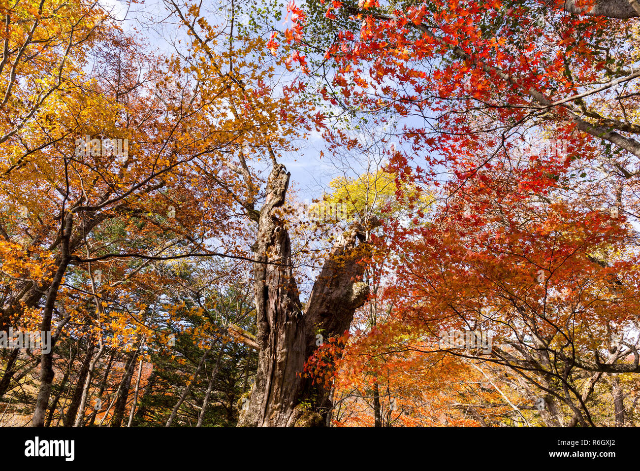 Low angle of autumn forest Stock Photo - Alamy