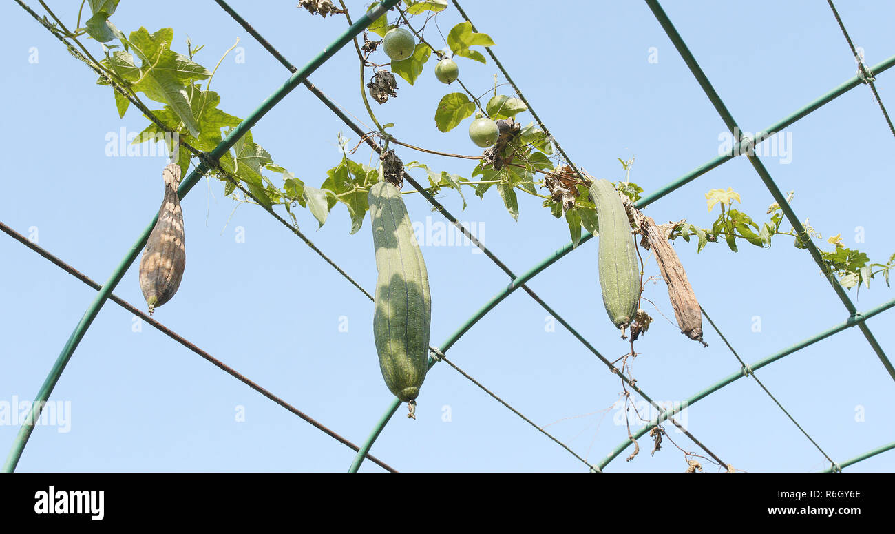 Gourd Luffa plant Stock Photo - Alamy