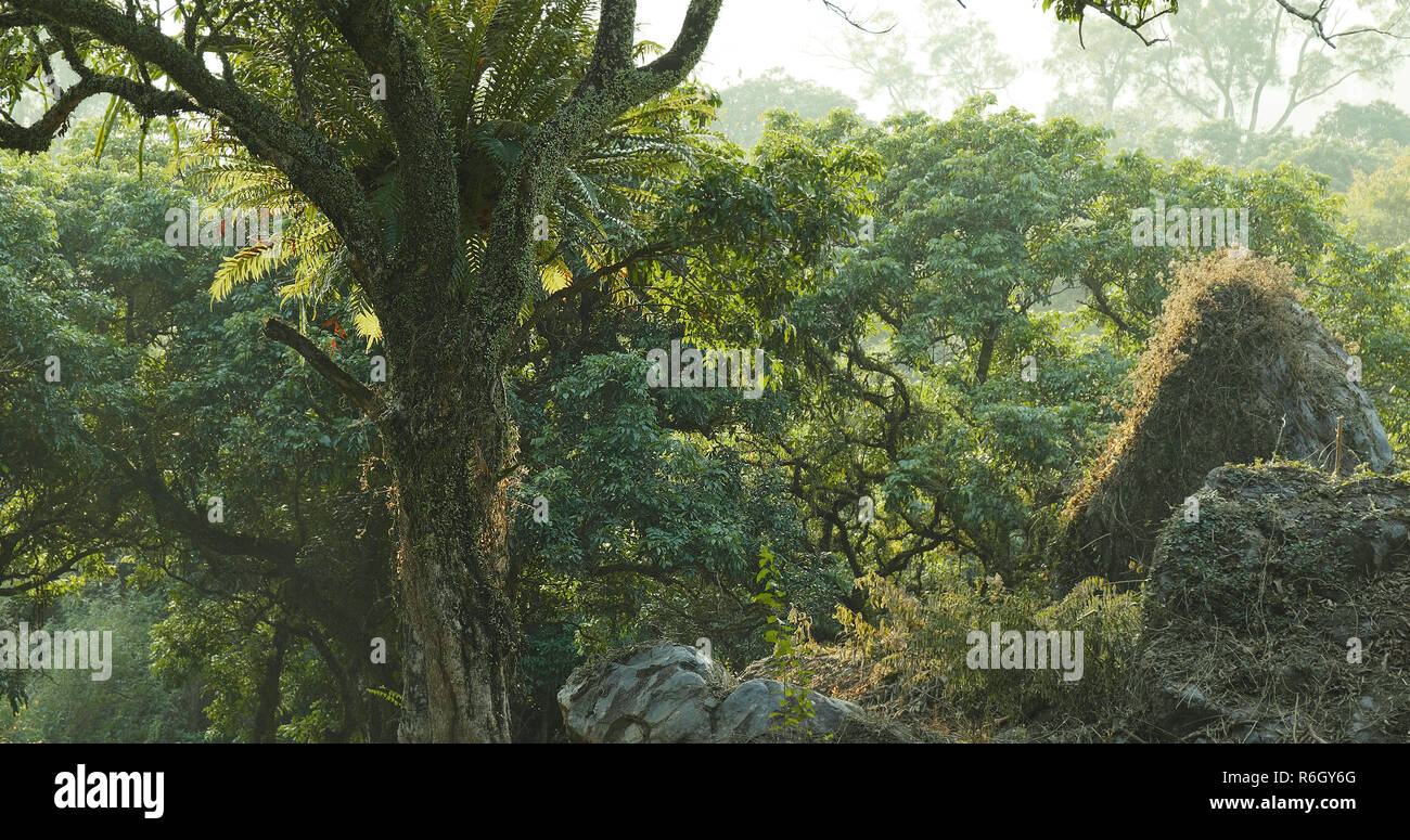Tropical green forest with sunlight Stock Photo - Alamy
