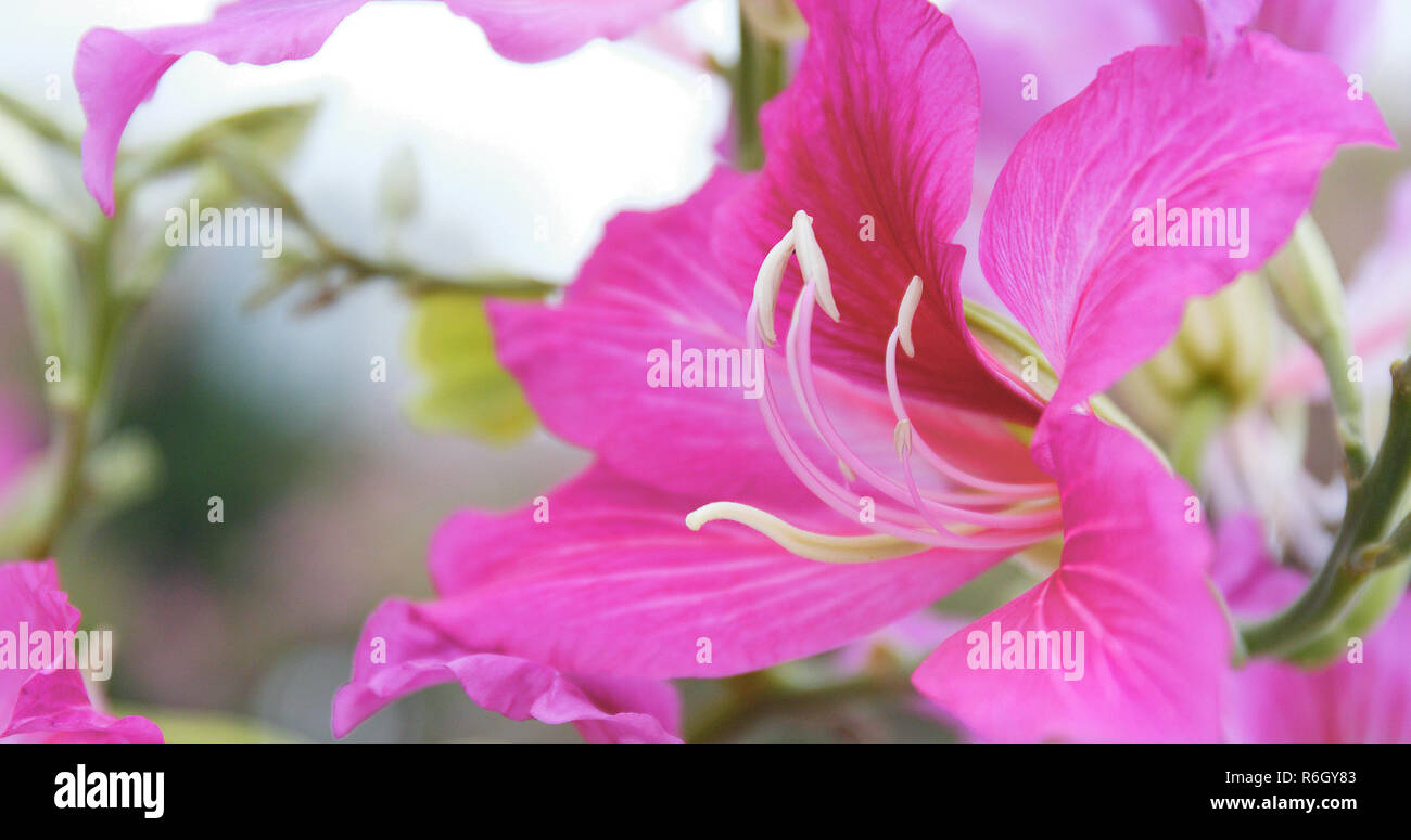 Bauhinia flower in garden Stock Photo