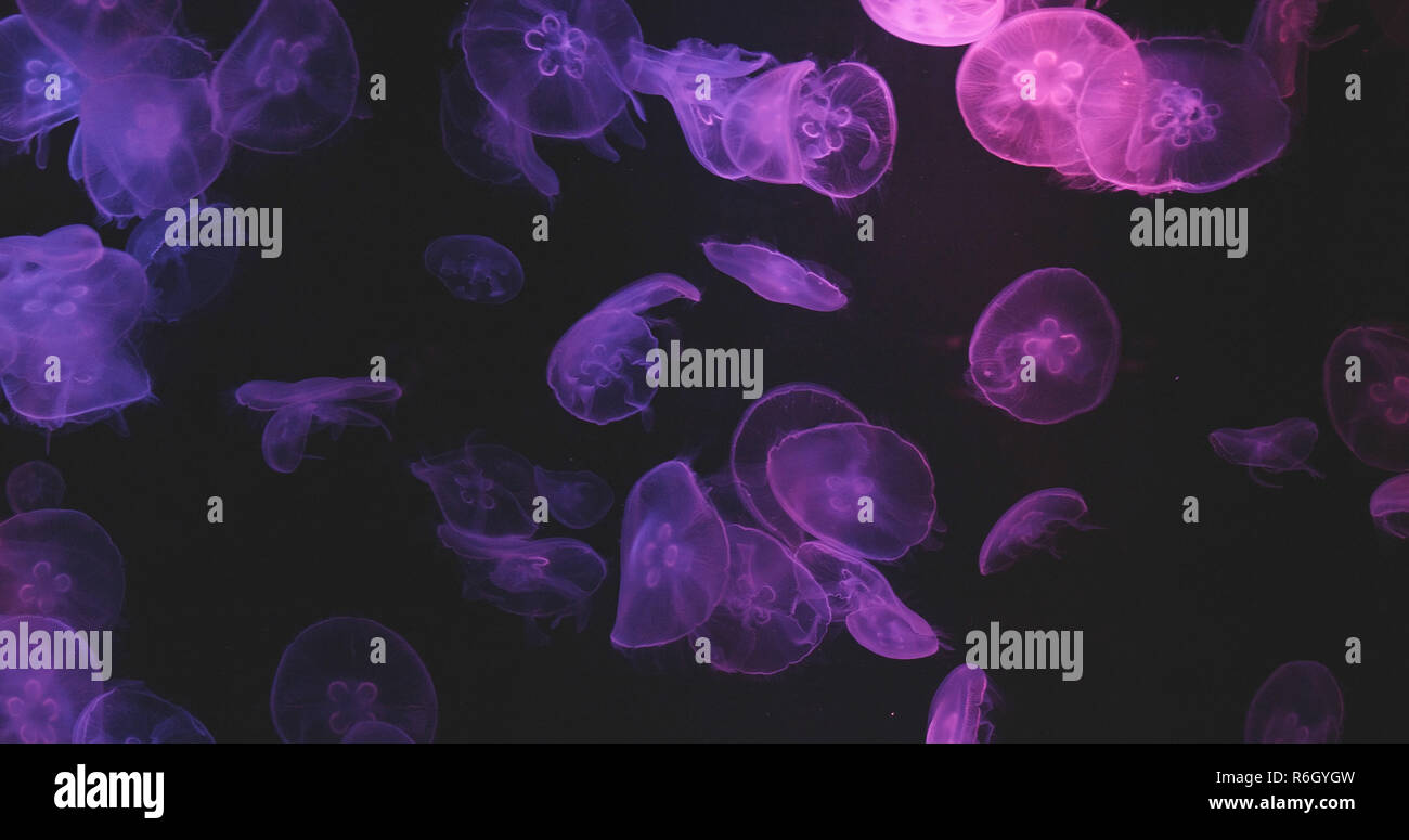 Purple light Jellyfish Stock Photo Alamy