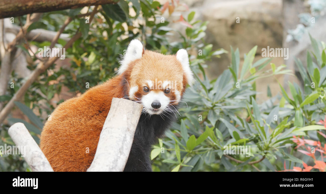 Adorable Red Panda Stock Photo Alamy