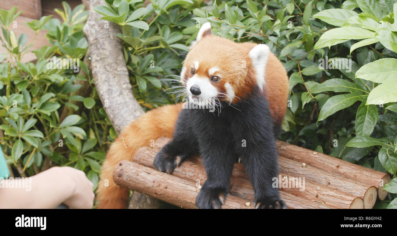 Red panda eating treat Stock Photo - Alamy