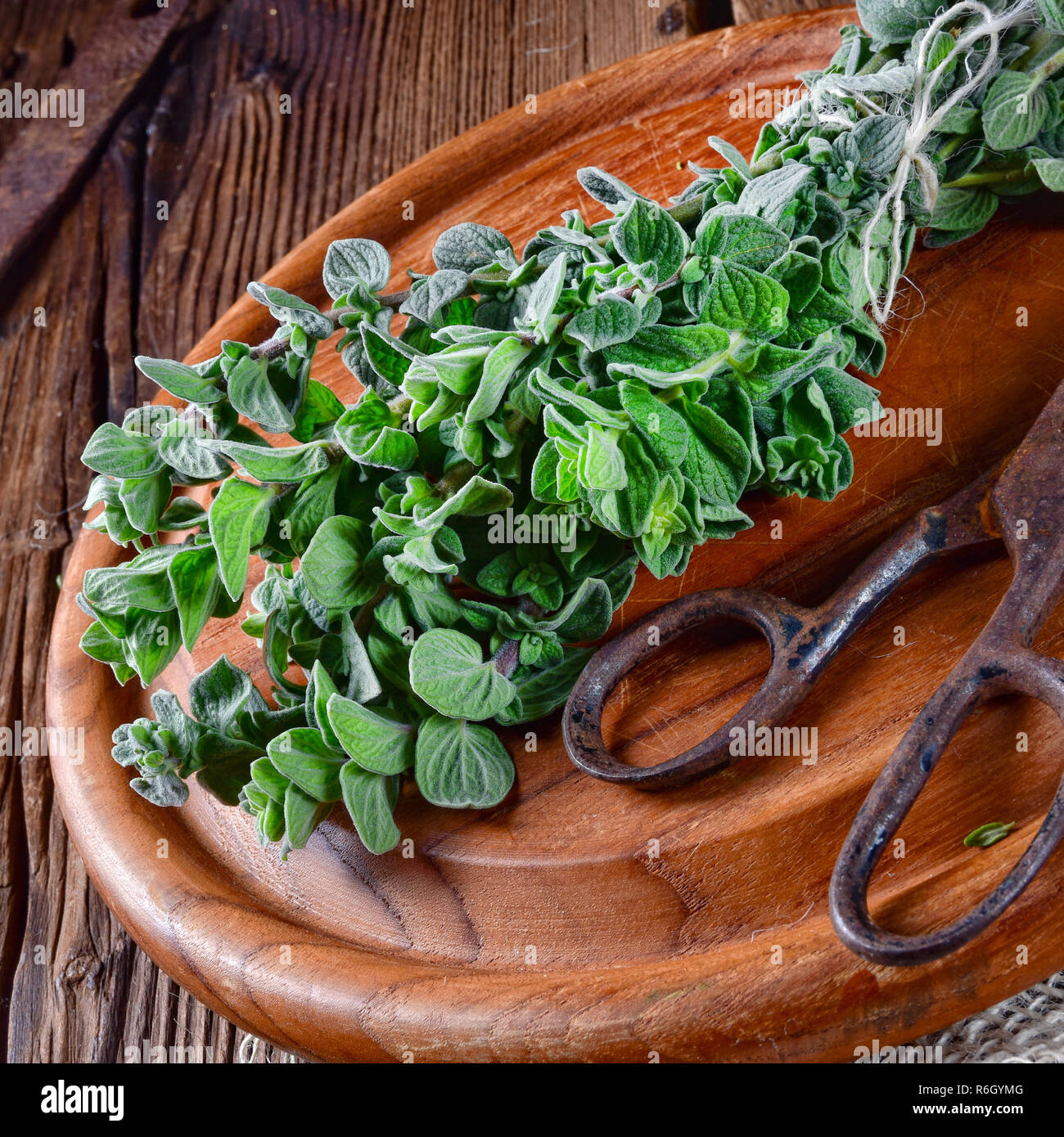 aromatic oregano (origanum vulgare) Stock Photo