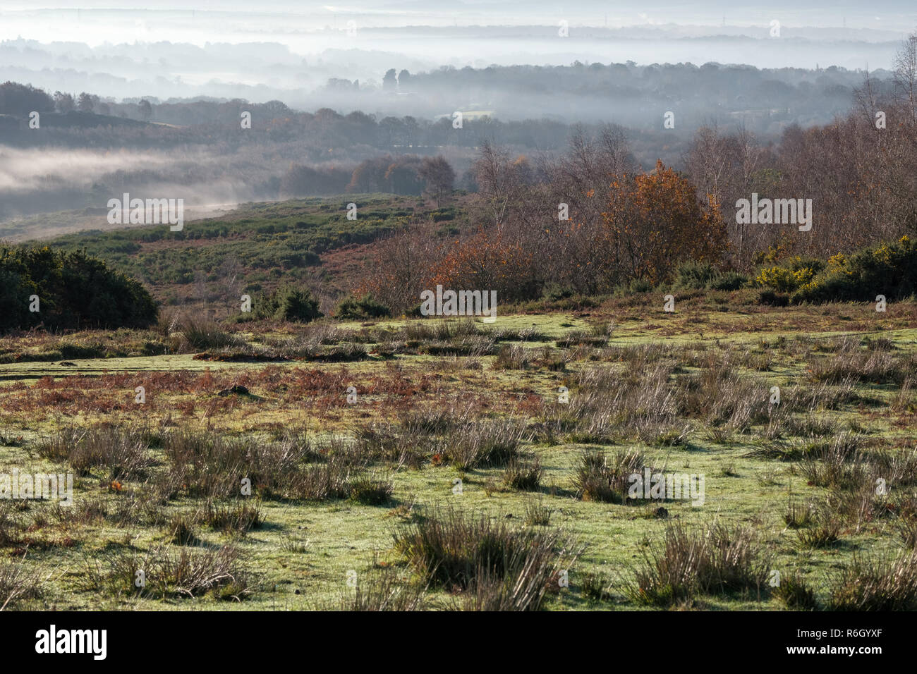 Misty morning in the Ashdown Forest Stock Photo